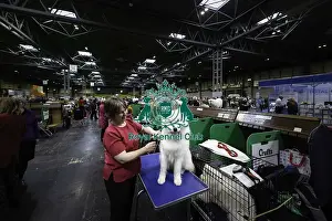 Samoyed Prints: Crufts 2019 - Day Two, NEC, UK - 8 Mar 2019