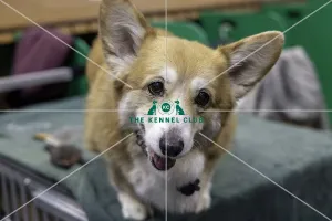 Crufts 2019 - Day Two, NEC, UK - 8 Mar 2019