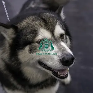 Alaskan Malamute Prints: Crufts 2019 - Day Two, NEC, UK - 8 Mar 2019