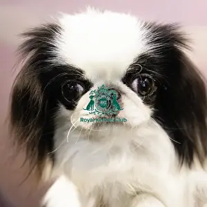 Japanese Chin Prints: Crufts 2019 - Day Two, NEC, UK - 8 Mar 2019