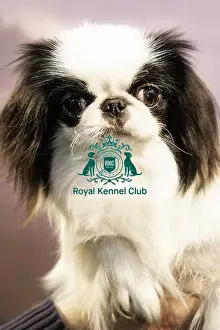 Crufts 2019 - Day Two, NEC, UK - 8 Mar 2019