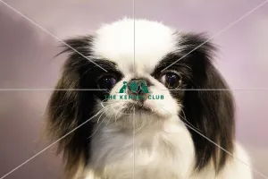 Crufts 2019 - Day Two, NEC, UK - 8 Mar 2019