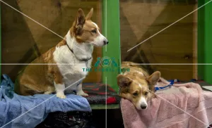 Crufts 2019 - Day Two, NEC, UK - 8 Mar 2019