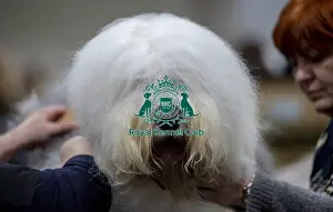 Old English Sheepdog Prints: Crufts 2019 - Day Two, NEC, UK - 8 Mar 2019