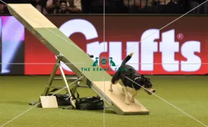 Crufts 2019 - Day Two, NEC, UK - 8 Mar 2019