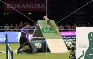 Crufts 2019 - Day Two, NEC, UK - 8 Mar 2019