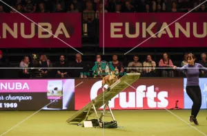 Crufts 2019 - Day Two, NEC, UK - 8 Mar 2019