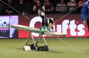 Crufts 2019 - Day Two, NEC, UK - 8 Mar 2019