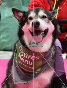 Crufts 2019 - Day Two, NEC, UK - 8 Mar 2019