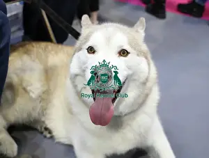 Siberian Husky Prints: Crufts 2019 - Day Two, NEC, UK - 8 Mar 2019