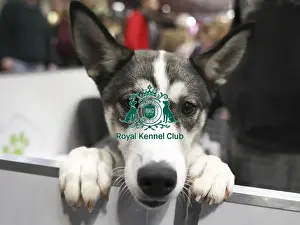 Siberian Husky Prints: Crufts 2019 - Day Two, NEC, UK - 8 Mar 2019