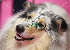Crufts 2019 - Day Two, NEC, UK - 8 Mar 2019
