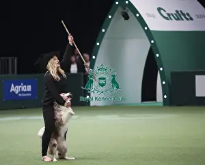 Heelwork To Music Prints: Crufts 2019 - Day Two, NEC, UK - 8 Mar 2019