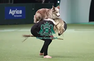 Heelwork To Music Prints: Crufts 2019 - Day Two, NEC, UK - 8 Mar 2019