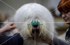 Old English Sheepdog