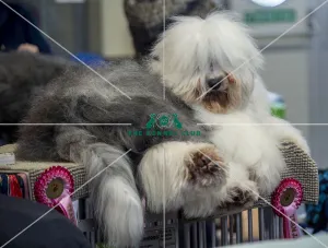 Old English Sheepdog