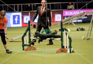 Crufts 2019 - Day Two, NEC, UK - 8 Mar 2019