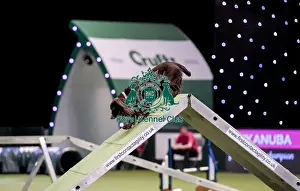 Medium Prints: Crufts 2019 - Day Two, NEC, UK - 8 Mar 2019