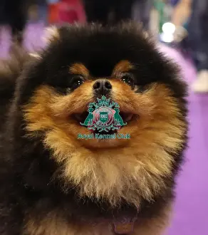 Pomeranian Prints: Crufts 2019 - Day Two, NEC, UK - 8 Mar 2019
