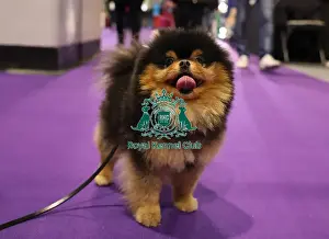 Pomeranian Prints: Crufts 2019 - Day Two, NEC, UK - 8 Mar 2019