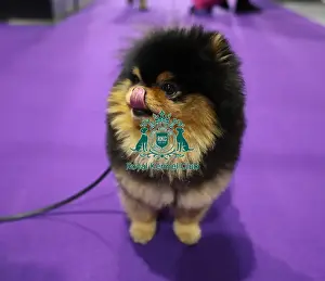 Pomeranian Prints: Crufts 2019 - Day Two, NEC, UK - 8 Mar 2019