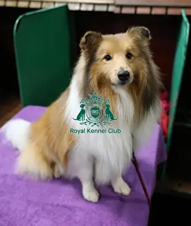 Shetland Sheepdog Prints: Crufts 2019 - Day Two, NEC, UK - 8 Mar 2019