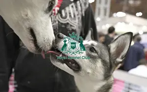 Siberian Husky Prints: Crufts 2019 - Day Two, NEC, UK - 8 Mar 2019