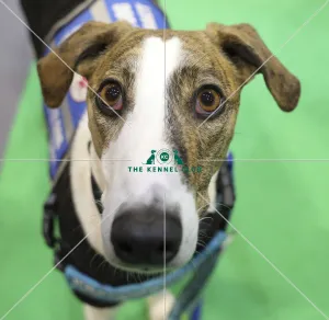 Crufts 2019 - Day Two, NEC, UK - 8 Mar 2019