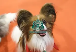 Papillon Prints: Crufts 2019 - Day Two, NEC, UK - 8 Mar 2019