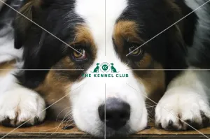 Australian Shepherd