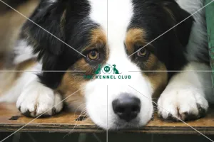 Australian Shepherd