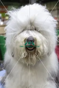 Crufts 2019 - Day Two, NEC, UK - 8 Mar 2019