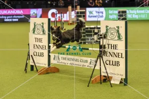 Crufts 2019 - Day Two, NEC, UK - 8 Mar 2019