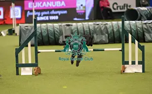 Crufts 2019 - Day Two, NEC, UK - 8 Mar 2019