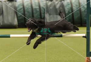 Crufts 2019 - Day Two, NEC, UK - 8 Mar 2019