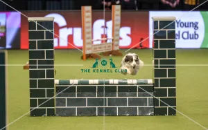 Crufts 2019 - Day Two, NEC, UK - 8 Mar 2019