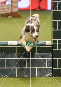 Crufts 2019 - Day Two, NEC, UK - 8 Mar 2019