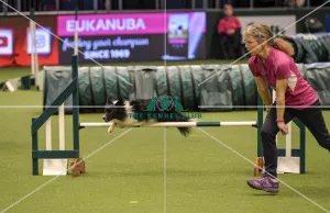 Crufts 2019 - Day Two, NEC, UK - 8 Mar 2019