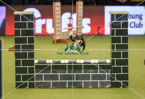 Crufts 2019 - Day Two, NEC, UK - 8 Mar 2019