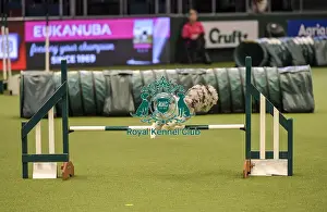 Jumping Prints: Crufts 2019 - Day Two, NEC, UK - 8 Mar 2019