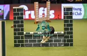 Jumping Prints: Crufts 2019 - Day Two, NEC, UK - 8 Mar 2019
