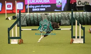 Jumping Prints: Crufts 2019 - Day Two, NEC, UK - 8 Mar 2019