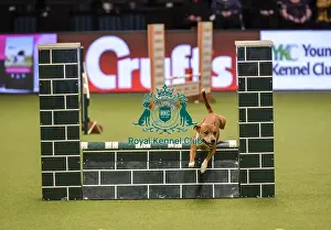 Jumping Prints: Crufts 2019 - Day Two, NEC, UK - 8 Mar 2019