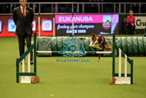 Jumping Prints: Crufts 2019 - Day Two, NEC, UK - 8 Mar 2019