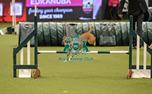 Jumping Prints: Crufts 2019 - Day Two, NEC, UK - 8 Mar 2019