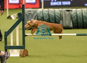 Jumping Prints: Crufts 2019 - Day Two, NEC, UK - 8 Mar 2019