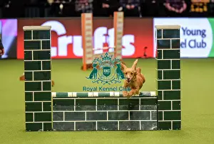 Jumping Prints: Crufts 2019 - Day Two, NEC, UK - 8 Mar 2019