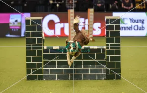 Crufts 2019 - Day Two, NEC, UK - 8 Mar 2019