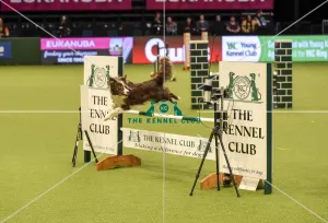 Crufts 2019 - Day Two, NEC, UK - 8 Mar 2019