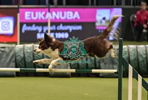 Jumping Prints: Crufts 2019 - Day Two, NEC, UK - 8 Mar 2019
